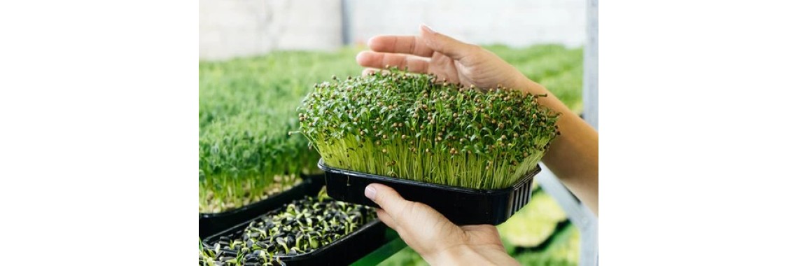 Microgreen held