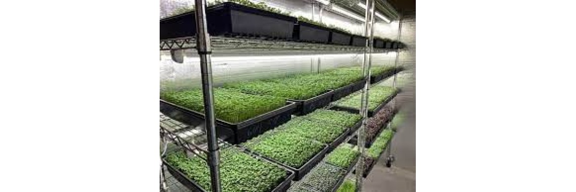 microGreen trays