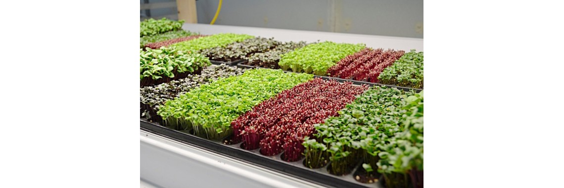 MicroGreen view