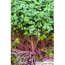 Kale Microgreen