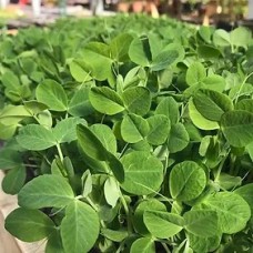 Peas Microgreen