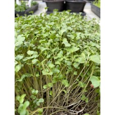 Broccoli Microgreen