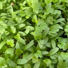 Cilantro Microgreen