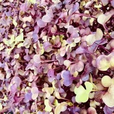 Radish Microgreen